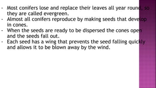 - Most conifers lose and replace their leaves all year round, so
they are called evergreen.
- Almost all conifers reproduce by making seeds that develop
in cones.
- When the seeds are ready to be dispersed the cones open
and the seeds fall out.
- Each seed has a wing that prevents the seed falling quickly
and allows it to be blown away by the wind.
 