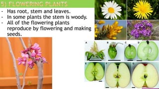 - Has root, stem and leaves.
- In some plants the stem is woody.
- All of the flowering plants
reproduce by flowering and making
seeds.
 