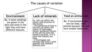 - The causes of variation
Environment Lack of minerals
Ex. Soil can affect the
colour and structure of
the leaves.
- The presence of lime in
the soil can affect the
colour of hydrangea
flower (produces litmus)
If the soil has lime the
flowers are pink, if it is
lime free flowers are
blue.
- If flamingoes eat
shrimps that have a pink
pigment the feathers
become pink.
Ex. If some seedlings
are grown in the
dark and some in the
light they will have
different features.
Food an animal eats
Ex. If environment does
not eat food, adult
animals become thin and
have smaller body mass.
 