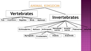 Vertebrates
Invertebrates
JellyfishFlatworms
Annelid
worms
Nematode
wormsArthropodsMolluscsEchinoderms
ArachnidsInsectsCrustaceansMyriapods
BirdsReptilesAmphibians MammalsFish
 