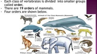 - Each class of vertebrates is divided into smaller groups
called order.
- There are 19 orders of mammals.
- Four orders are shown below.
 