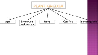ConifersFernsLiverworts
and mosses
Flowering plantsAlgae
 