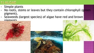 - Simple plants
- No roots, stems or leaves but they contain chlorophyll (green
pigment).
- Seaweeds (largest species) of algae have red and brown
pigments.
 