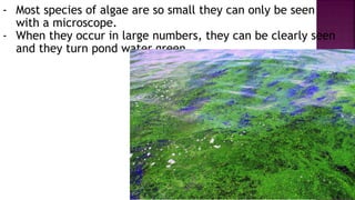 - Most species of algae are so small they can only be seen
with a microscope.
- When they occur in large numbers, they can be clearly seen
and they turn pond water green.
 