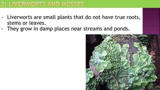 - Liverworts are small plants that do not have true roots,
stems or leaves.
- They grow in damp places near streams and ponds.
 