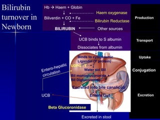 Bilirubin
turnover in
Newborn
Hb  Haem + Globin
Other sources
BILIRUBIN
UCB binds to S albumin
Dissociates from albumin
UDPG - T
Bil monoglucoronide +
Bil Diglucoronide
Water sol Bil
Binds to cytoplasmic
Ligandin (Y protein)
Excreted into bile canaliculi
Enters Gut
Excreted in stool
Biliverdin + CO + Fe
Bilirubin Reductase
Haem oxygenase
Beta Glucoronidase
UCB
Production
Transport
Uptake
Excretion
Conjugation
 
