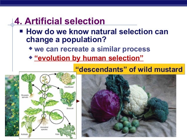 What Do Selective Breeding And Natural Selection Have In Common What Do Selective Breeding And Natural Selection Have In Common