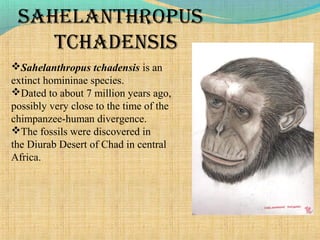 auStralopithecuS
First “humans”: Australopithecus,
about 4.4Million years ago
 Walked fully upright with
humanlike teeth ...
