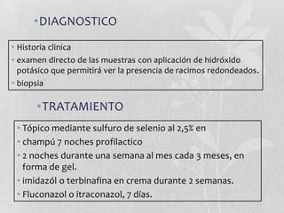 •DIAGNOSTICO
• Historia clinica
• examen directo de las muestras con aplicación de hidróxido
potásico que permitirá ver la presencia de racimos redondeados.
• biopsia

•TRATAMIENTO
• Tópico mediante sulfuro de selenio al 2,5% en
• champú 7 noches profilactico
• 2 noches durante una semana al mes cada 3 meses, en
forma de gel.
• imidazól o terbinafina en crema durante 2 semanas.
• Fluconazol o itraconazol, 7 días.

 