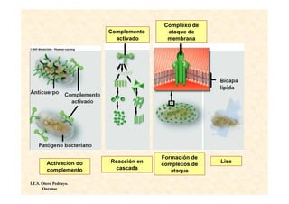 Complexo de
                         Complemento    ataque de
                           activado     membrana




                                       Formación de
         Activación do   Reacción en   complexos de   Lise
         complemento      cascada         ataque

I.E.S. Otero Pedrayo.
       Ourense
 