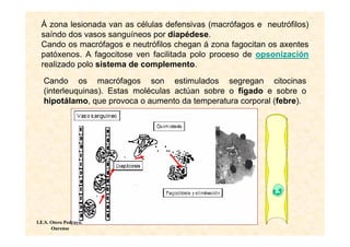 Á zona lesionada van as células defensivas (macrófagos e neutrófilos)
  saíndo dos vasos sanguíneos por diapédese.
  Cando os macrófagos e neutrófilos chegan á zona fagocitan os axentes
  patóxenos. A fagocitose ven facilitada polo proceso de opsonización
  realizado polo sistema de complemento.

   Cando os macrófagos son estimulados segregan citocinas
   (interleuquinas). Estas moléculas actúan sobre o fígado e sobre o
   hipotálamo, que provoca o aumento da temperatura corporal (febre).




I.E.S. Otero Pedrayo.
       Ourense
 