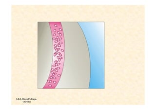 I.E.S. Otero Pedrayo.
       Ourense
 