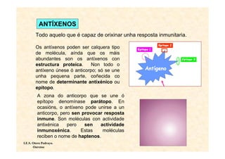 ANTÍXENOS
        Todo aquelo que é capaz de orixinar unha resposta inmunitaria.

        Os antíxenos poden ser calquera tipo
        de molécula, aínda que os máis
        abundantes son os antíxenos con
        estructura proteica.     Non todo o
        antíxeno únese ó anticorpo; só se une
        unha pequena parte, coñecida co
        nome de determinante antixénico ou
        epítopo.
         A zona do anticorpo que se une ó
         epítopo denomínase parátopo. En
         ocasións, o antíxeno pode unirse a un
         anticorpo, pero sen provocar resposta
         inmune. Son moléculas con actividade
         antixénica    pero   sen   actividade
         inmunoxénica.      Estas    moléculas
         reciben o nome de haptenos.
I.E.S. Otero Pedrayo.
       Ourense
 