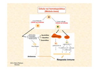 Célula nai hematopoiética
                                             (Médula ósea)




                            Célula nai mieloide          Célula nai linfoide




                         Eritrocitos       Neutrófilos
                                            Basófilos
                                          Eosinófilos




                        Antíxenos

                                                          Resposta inmune
I.E.S. Otero Pedrayo.
       Ourense
 