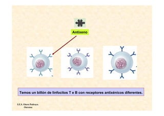 Antíxeno




  Temos un billón de linfocitos T e B con receptores antixénicos diferentes.


I.E.S. Otero Pedrayo.
       Ourense
 