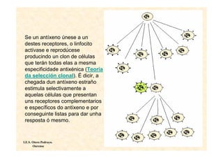Se un antíxeno únese a un
 destes receptores, o linfocito
 actívase e reprodúcese
 producindo un clon de células
 que terán todas elas a mesma
 especificidade antixénica (Teoría
 da selección clonal). É dicir, a
 chegada dun antíxeno estraño
 estimula selectivamente a
 aquelas células que presentan
 uns receptores complementarios
 e específicos do antíxeno e por
 conseguinte listas para dar unha
 resposta ó mesmo.



I.E.S. Otero Pedrayo.
       Ourense
 