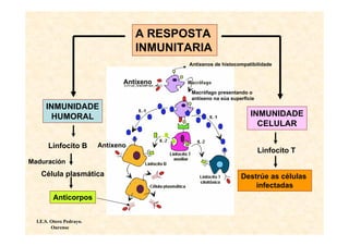 A RESPOSTA
                                     INMUNITARIA
                                            Antíxenos de histocompatibilidade


                                 Antíxeno
                                             Macrófago presentando o
                                             antíxeno na súa superficie
      INMUNIDADE
       HUMORAL                                                       INMUNIDADE
                                                                       CELULAR

       Linfocito B        Antíxeno
                                                                          Linfocito T
Maduración
    Célula plasmática                                            Destrúe as células
                                                                     infectadas
         Anticorpos


  I.E.S. Otero Pedrayo.
         Ourense
 