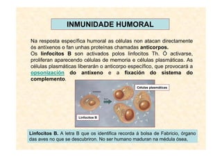 INMUNIDADE HUMORAL

Na resposta específica humoral as células non atacan directamente
ós antíxenos o fan unhas proteínas chamadas anticorpos.
Os linfocitos B son activados polos linfocitos Th. Ó activarse,
proliferan aparecendo células de memoria e células plasmáticas. As
células plasmáticas liberarán o anticorpo específico, que provocará a
opsonización do antíxeno e a fixación do sistema do
complemento.
                                                 Células plasmáticas




                      Linfocitos B




Linfocitos B. A letra B que os identifica recorda á bolsa de Fabricio, órgano
das aves no que se descubriron. No ser humano maduran na médula ósea,
 