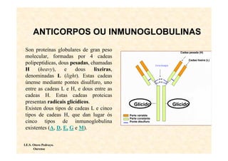 ANTICORPOS OU INMUNOGLOBULINAS
 Son proteínas globulares de gran peso                           Cadea pesada (H)
 molecular, formadas por 4 cadeas
                                                                      Cadea lixeira (L)
 polipeptídicas, dous pesadas, chamadas
 H     (heavy),    e    dous    lixeiras,
 denominadas L (light). Estas cadeas
 únense mediante pontes disulfuro, uno
 entre as cadeas L e H, e dous entre as
 cadeas H. Estas cadeas proteicas
 presentan radicais glicídicos.                Glícido        Glícido
 Existen dous tipos de cadeas L e cinco
 tipos de cadeas H, que dan lugar ós        Parte variable
                                            Parte constante
 cinco tipos de inmunoglobulina             Ponte disulfuro

 existentes (A, D, E, G e M).


I.E.S. Otero Pedrayo.
       Ourense
 