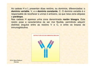 As cadeas H e L presentan dúas rexións, ou dominios, diferenciados: o
  dominio variable, V, e o dominio constante, C. O dominio variable é o
  responsable de recoñecer e unirse ó antíxeno, xa que nesa zona atópase
  o parátopo.
  Nas cadeas H aparece unha zona denominada rexión bisagra. Esta
  rexión pose a característica de ser moi flexible, permitindo adquirir
  distintos ángulos entre as rexións V e C, e entre os brazos da
  inmunoglobulina.




I.E.S. Otero Pedrayo.
       Ourense
 