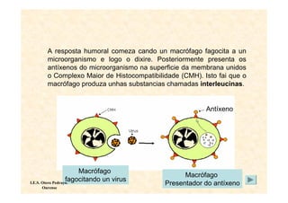 A resposta humoral comeza cando un macrófago fagocita a un
       microorganismo e logo o dixire. Posteriormente presenta os
       antíxenos do microorganismo na superficie da membrana unidos
       o Complexo Maior de Histocompatibilidade (CMH). Isto fai que o
       macrófago produza unhas substancias chamadas interleucinas.


                                                        Antíxeno




                       Macrófago
                                                 Macrófago
                   fagocitando un virus
I.E.S. Otero Pedrayo.                      Presentador do antíxeno
    Ourense
 