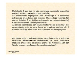 Un linfocito B que leve na súa membrana un receptor específico
       únese ó antíxeno presentado polo macrófago.
       As interleucinas segregadas polo macrófago e a moléculas
       activadoras procedentes dos linfocitos Th, que logo veremos, fan
       que os linfocitos B se dividan activamente por mitose (clonación)
       e se transformen en células plasmáticas.
       As células plasmáticas, son células moito maiores e cun RER moi
       desenvolvido, onde se van a formar as proteínas que logo irán ó
       Aparello de Golgi a formar os anticorpos que serán segregados.



       As zonas onde o antíxeno únese especificamente o anticorpo
       chámanse determinantes antixénicos. As unión realízanse
       mediante enlaces non covalentes (pontes de hidróxeno, Van der
       Waals, enlaces hidrofóbicos, forzas electrostáticas).


I.E.S. Otero Pedrayo.
       Ourense
 