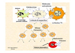 Moléculas
                                             activadoras
                        Interleucinas




                            Linfocito B específico
                                                           Linfocitos Th

                                  Mitose
                                 Clonación



                                                            Maduración
                                                                   Anticorpos




I.E.S. Otero Pedrayo.            Célula plasmática
       Ourense
 