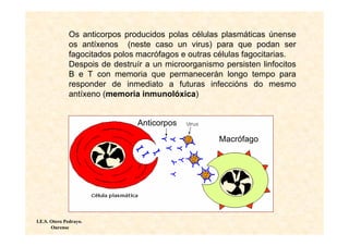 Os anticorpos producidos polas células plasmáticas únense
              os antíxenos (neste caso un virus) para que podan ser
              fagocitados polos macrófagos e outras células fagocitarias.
              Despois de destruír a un microorganismo persisten linfocitos
              B e T con memoria que permanecerán longo tempo para
              responder de inmediato a futuras infeccións do mesmo
              antíxeno (memoria inmunolóxica)


                                Anticorpos
                                                     Macrófago




I.E.S. Otero Pedrayo.
       Ourense
 