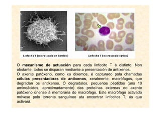 O mecanismo de actuación para cada linfocito T é distinto. Non
obstante, todos se disparan mediante a presentación de antíxenos.
O axente patóxeno, como xa dixemos, é capturado pola chamadas
células presentadoras de antíxenos, xeralmente, macrófagos, que
degradan os antíxenos. Ó degradalos, pequenos péptidos (uns 10
aminoácidos, aproximadamente) das proteínas externas do axente
patóxeno únense á membrana do macrófago. Este macrófago activado
móvese polo torrente sanguíneo ata encontrar linfocitos T, ós que
activará.
 