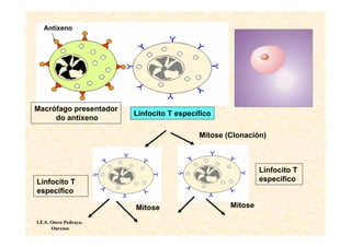 Antíxeno




Macrófago presentador
                        Linfocito T específico
     do antíxeno

                                          Mitose (Clonación)



                                                           Linfocito T
Linfocito T                                                específico
específico

                        Mitose                    Mitose

I.E.S. Otero Pedrayo.
       Ourense
 