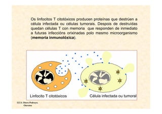 Os linfocitos T citotóxicos producen proteínas que destrúen a
             célula infectada ou células tumorais. Despois de destruídas
             quedan células T con memoria que responden de inmediato
             a futuras infeccións orixinadas polo mesmo microorganismo
             (memoria inmunolóxica).




            Linfocito T citotóxicos           Célula infectada ou tumoral
I.E.S. Otero Pedrayo.
       Ourense
 