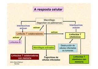A resposta celular


                                    Macrófago
                             (fagocitan os patóxenos)
          Interleucinas                                          Interleucinas
             activan      activan                                   activan

                                             activan
          Linfocito T colaboradores                              Linfocitos T
    activan                                                      citotóxicos

Linfocitos B
                                                        Destrucción de
                          Macrófagos activados         células infectadas
                                                          ou tumorais

 Linfocitos T colaboradores
                                      Fagocitose de                  Linfocitos T
        con memoria
                                    células infectadas              citotóxico con
I.E.S. Otero Pedrayo.                                                  memoria
       Ourense
 