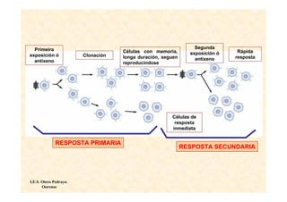 Primeira                                                       Segunda
                                    Células con memoria,       exposición ó    Rápida
exposición ó            Clonación   longa duración, seguen                    resposta
  antíxeno                                                       antíxeno
                                    reproducíndose




                                                       Células de
                                                        resposta
                                                       inmediata


              RESPOSTA PRIMARIA
                                                             RESPOSTA SECUNDARIA




I.E.S. Otero Pedrayo.
       Ourense
 
