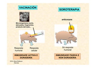 VACINACIÓN
                                       SOROTERAPIA


                                         anticorpos
         Microorganismo morto,
         atenuados, fragmentos,
         producto derivado...




       Resposta           Resposta        Só resposta
       humoral             celular         humoral

       INMUNIDADE ACTIVA E           INMUNIDADE PASIVA E
           DURADEIRA                   NON DURADEIRA
I.E.S. Otero Pedrayo.
       Ourense
 