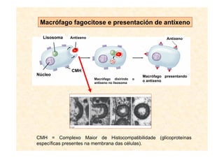 Macrófago fagocitose e presentación de antíxeno

  Lisosoma   Antíxeno                                         Antíxeno




             CMH
Núcleo                                             Macrófago presentando
                        Macrófago dixirindo    o
                                                   o antíxeno
                        antíxeno no lisosoma




CMH = Complexo Maior de Histocompatibilidade (glicoproteínas
específicas presentes na membrana das células).
 
