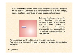 A vía alternativa recibe este nome porque descubriuse despois
       da vía clásica. Coñécese que filoxeneticamente é a máis antiga,
       xa que se atopa presente en animais pouco evolucionados.

                                      Entra en funcionamento cando
                                      se     detectan    estructuras
                                      estrañas. O complexo proteico
                                      que se forma perfora a
                                      membrana           bacteriana,
                                      provocando un desequilibrio
                                      osmótico e, por conseguinte, a
                                      lise celular.


   Parece ser que tamén actúa sobre virus con envoltura.
   Este sistema é inespecífico, porque ataca a calquera tipo de célula
   bacteriana.

I.E.S. Otero Pedrayo.
       Ourense
 