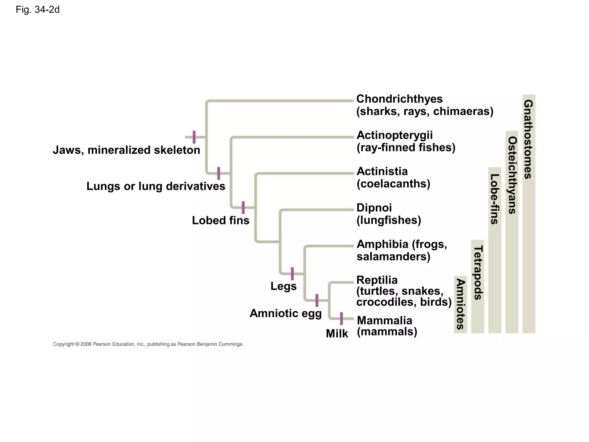 Fig. 34-2d
Lobed fins
Legs
Amniotic egg
Milk
Jaws, mineralized skeleton
Lungs or lung derivatives
Chondrichthyes
(sharks, rays, chimaeras)
Mammalia
(mammals)
Actinopterygii
(ray-finned fishes)
Actinistia
(coelacanths)
Amphibia (frogs,
salamanders)
Dipnoi
(lungfishes)
Reptilia
(turtles, snakes,
crocodiles, birds)
Gnathostomes
Lobe-fins
Osteichthyans
Tetrapods
Amniotes
 
