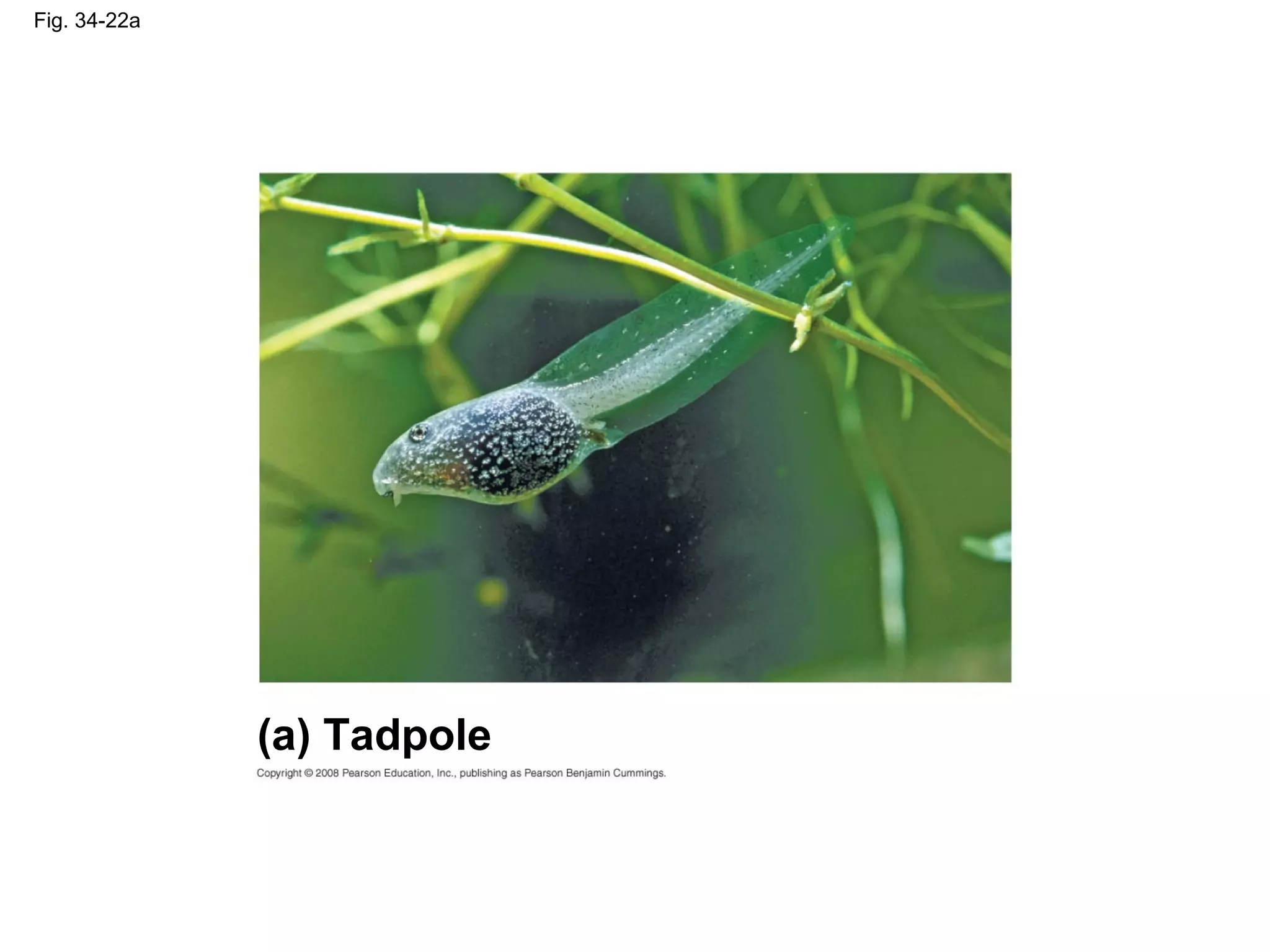Fig. 34-22a
(a) Tadpole
 