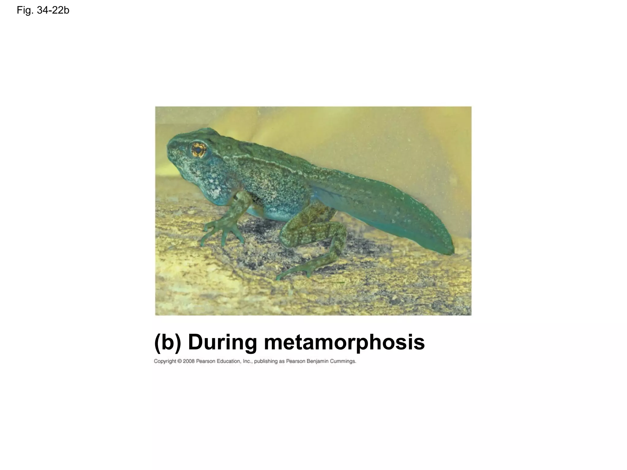 Fig. 34-22b
(b) During metamorphosis
 