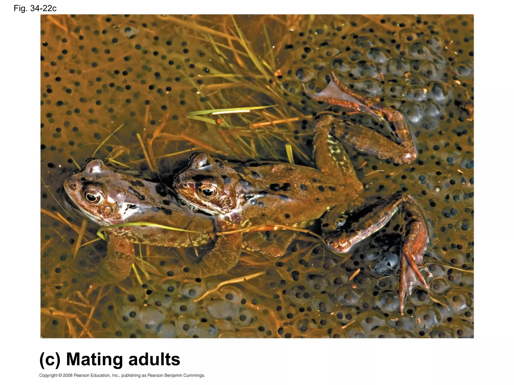 Fig. 34-22c
(c) Mating adults
 