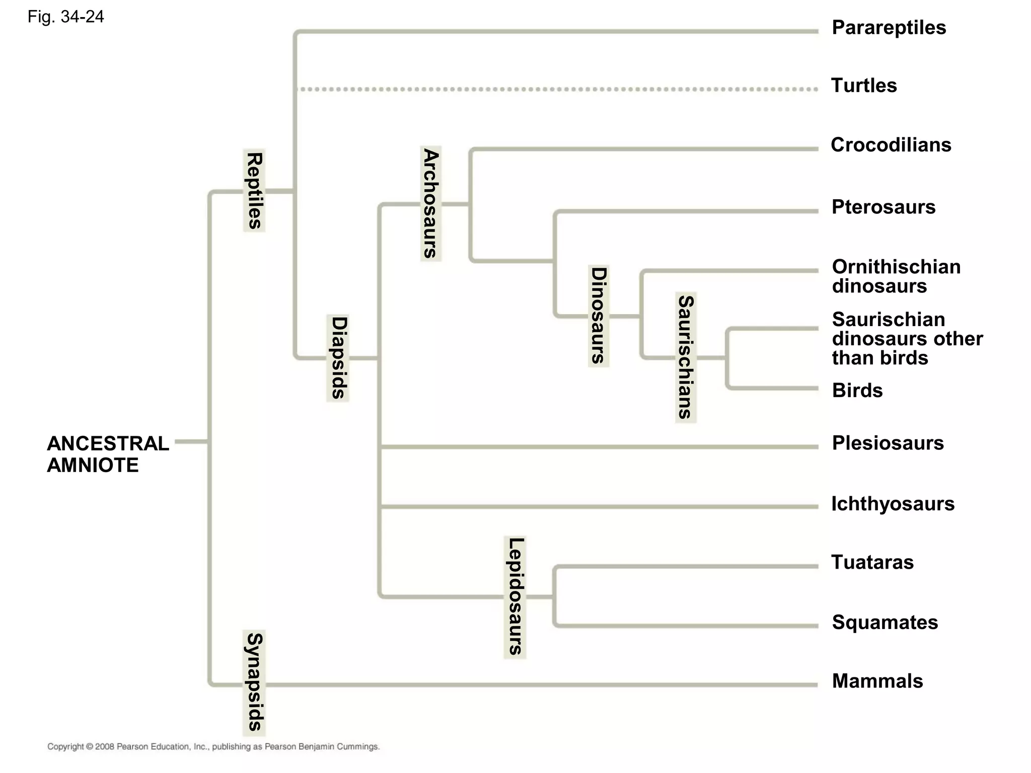 Fig. 34-24
Reptiles
ANCESTRAL
AMNIOTE
Diapsids
Synapsids
Lepidosaurs
Archosaurs
Dinosaurs
Saurischians Mammals
Squamates
Tuataras
Plesiosaurs
Ichthyosaurs
Birds
Saurischian
dinosaurs other
than birds
Ornithischian
dinosaurs
Pterosaurs
Crocodilians
Turtles
Parareptiles
 
