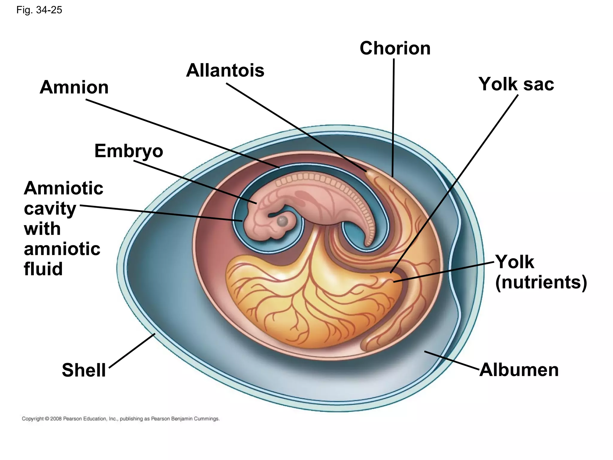 Fig. 34-25
Yolk sac
Amniotic
cavity
with
amniotic
fluid
Chorion
Amnion
Albumen
Yolk
(nutrients)
Allantois
Embryo
Shell
 