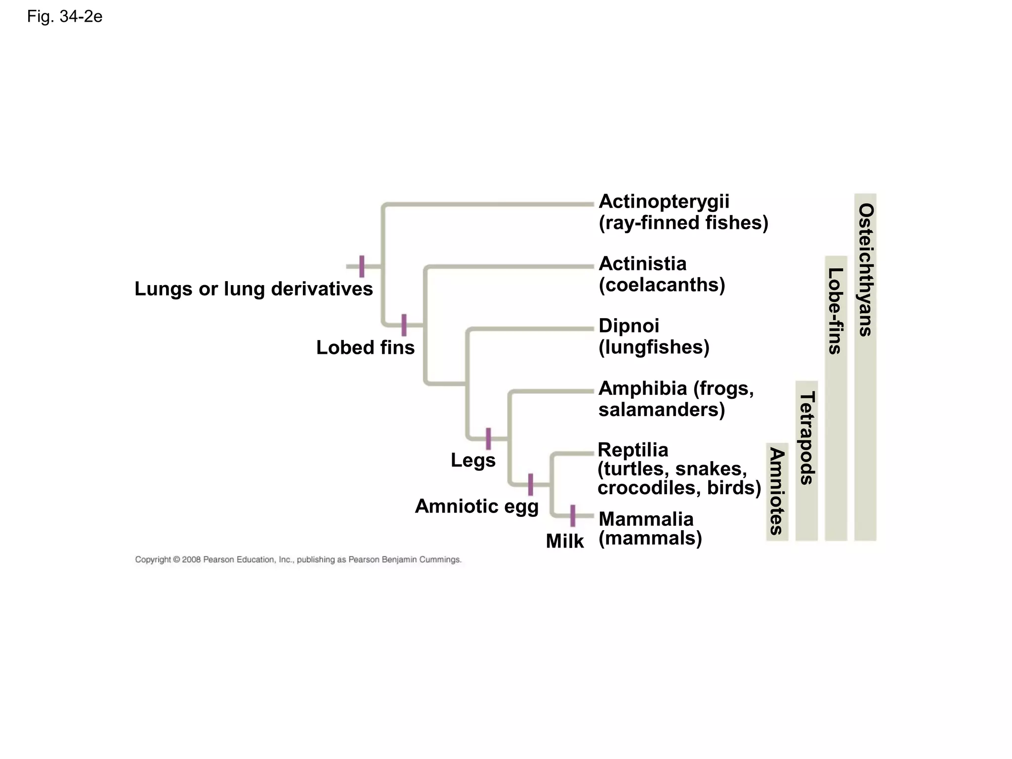 Fig. 34-2e
Lobed fins
Legs
Amniotic egg
Milk
Lungs or lung derivatives
Mammalia
(mammals)
Actinopterygii
(ray-finned fishes)
Actinistia
(coelacanths)
Amphibia (frogs,
salamanders)
Dipnoi
(lungfishes)
Reptilia
(turtles, snakes,
crocodiles, birds)
Lobe-fins
Osteichthyans
Tetrapods
Amniotes
 