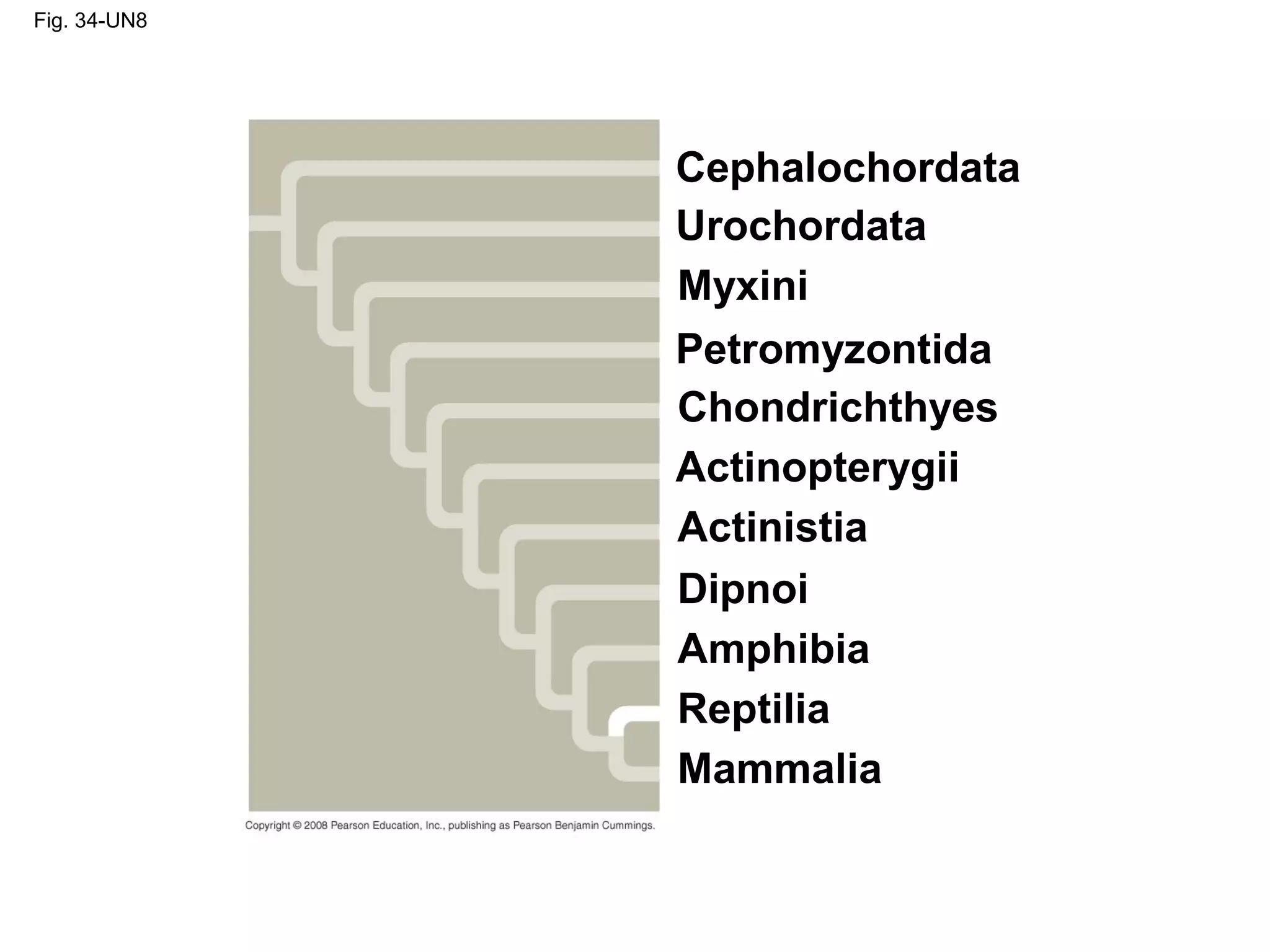Fig. 34-UN8
Cephalochordata
Urochordata
Myxini
Petromyzontida
Mammalia
Chondrichthyes
Actinopterygii
Actinistia
Dipnoi
Amphibia
Reptilia
 