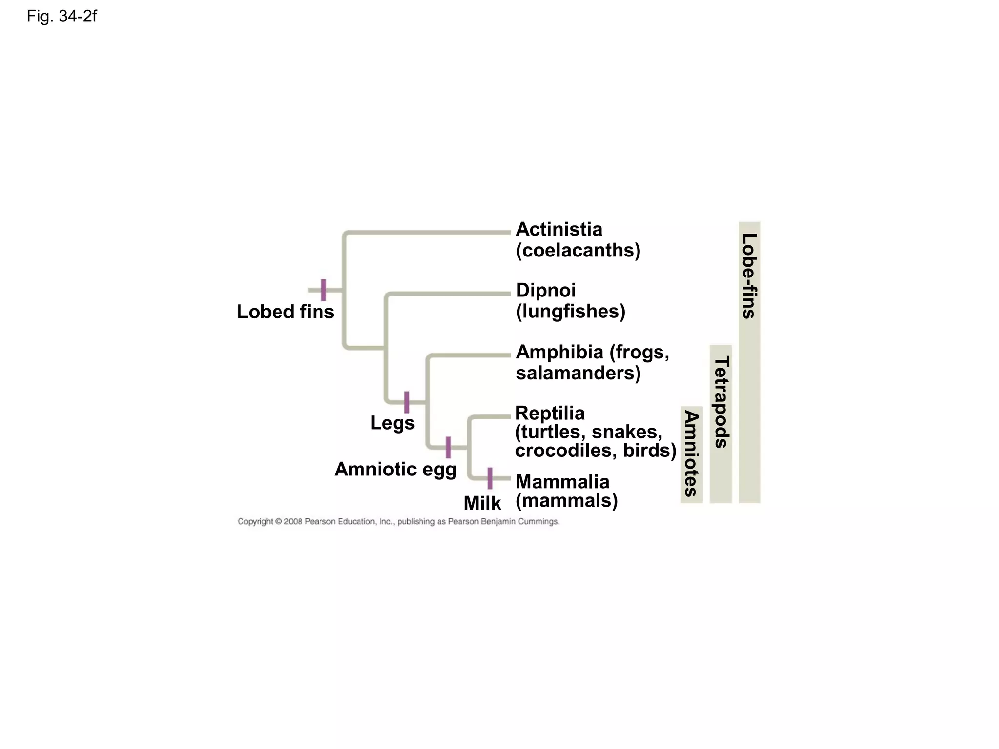 Fig. 34-2f
Lobed fins
Legs
Amniotic egg
Milk
Mammalia
(mammals)
Actinistia
(coelacanths)
Amphibia (frogs,
salamanders)
Dipnoi
(lungfishes)
Reptilia
(turtles, snakes,
crocodiles, birds)
Lobe-fins
Tetrapods
Amniotes
 