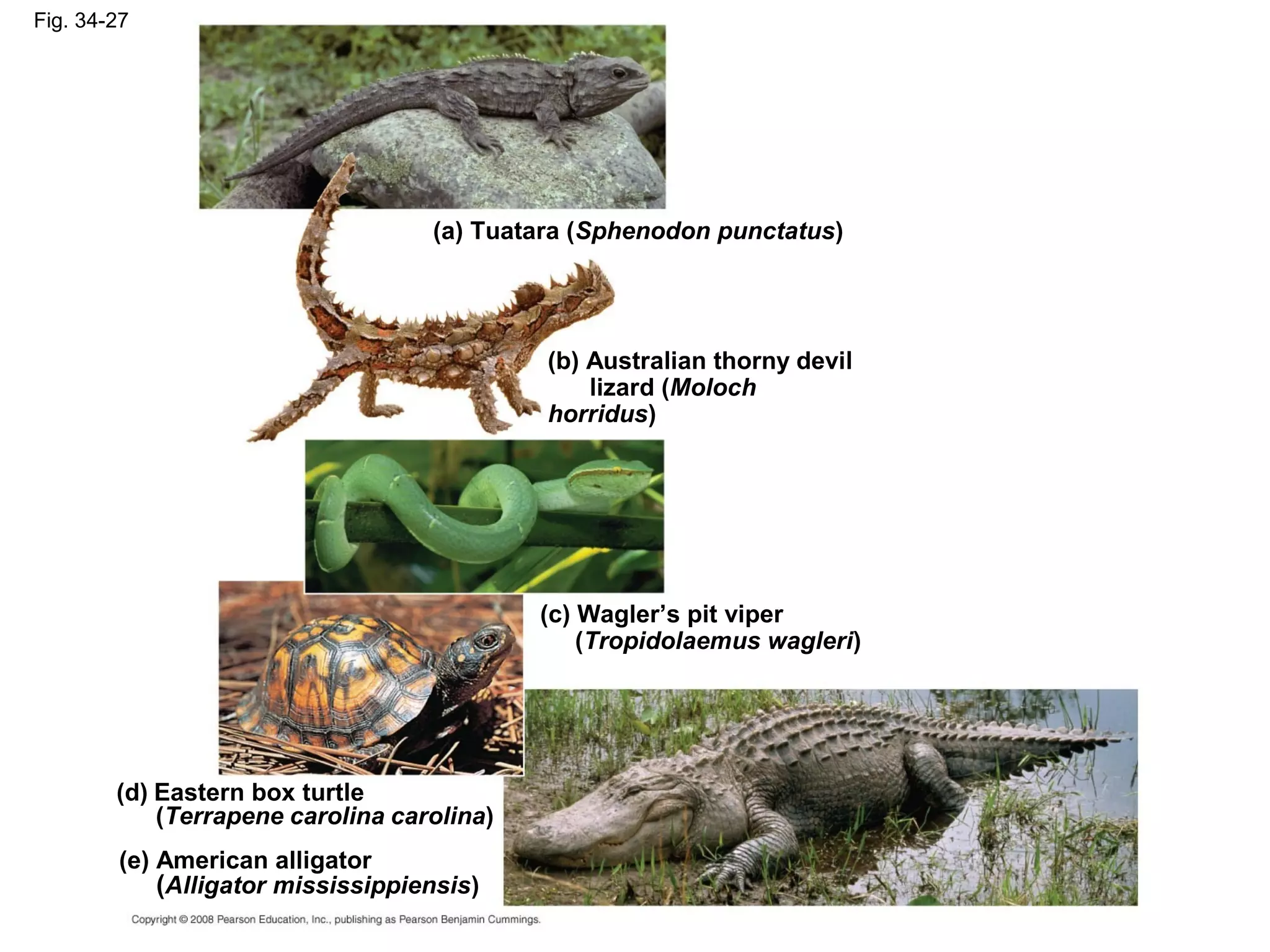 Fig. 34-27
(a) Tuatara (Sphenodon punctatus)
(c) Wagler’s pit viper
(Tropidolaemus wagleri)
(b) Australian thorny devil
lizard (Moloch
horridus)
(e) American alligator
(Alligator mississippiensis)
(d) Eastern box turtle
(Terrapene carolina carolina)
 