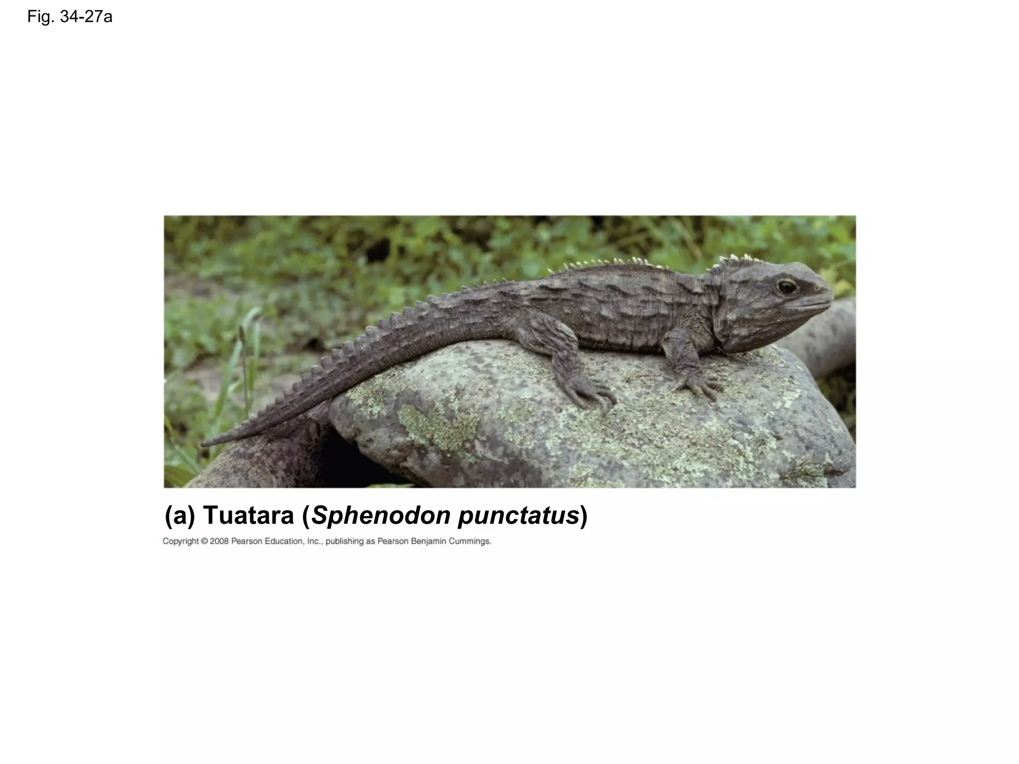 Fig. 34-27a
(a) Tuatara (Sphenodon punctatus)
 