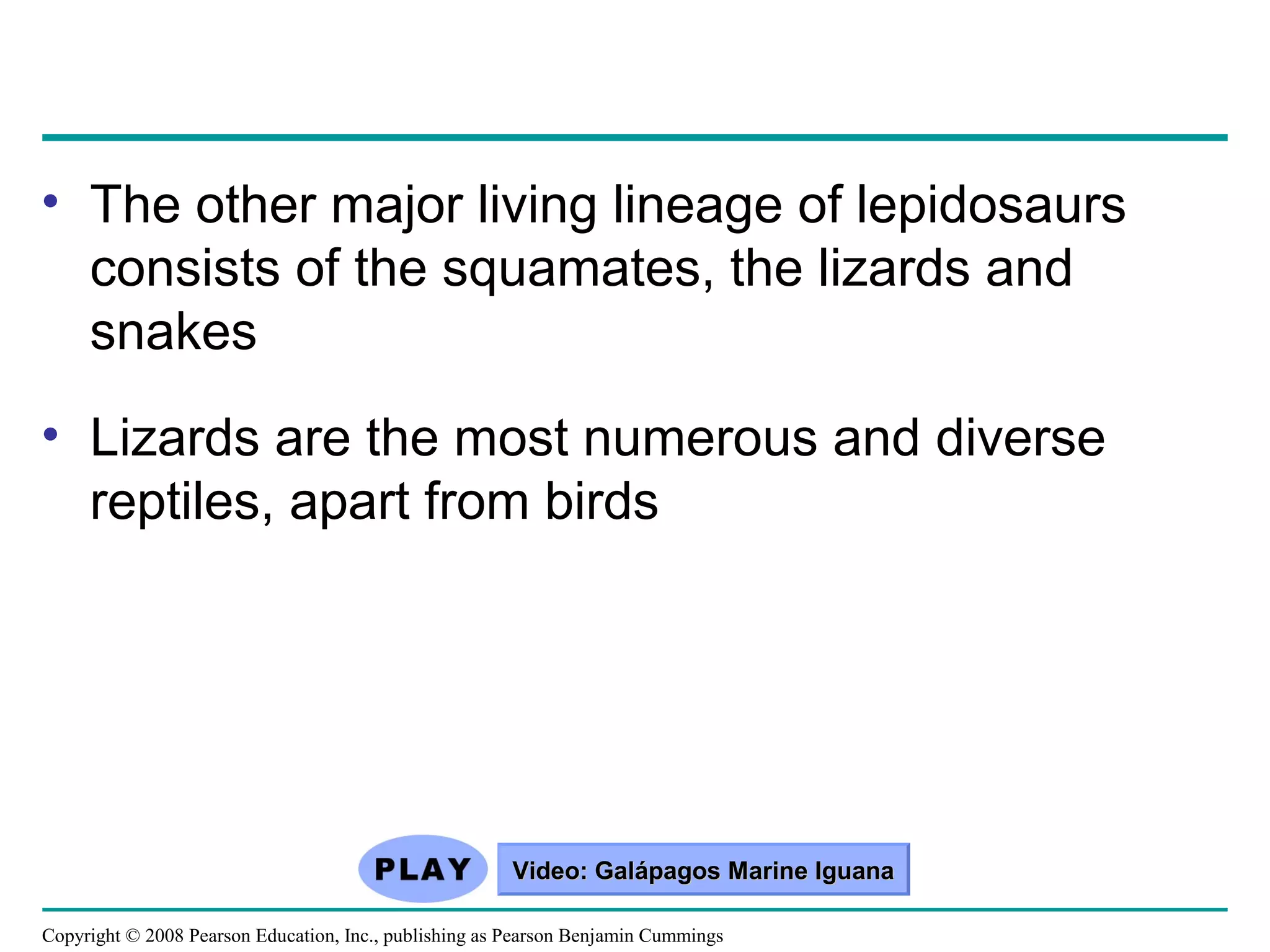 Copyright © 2008 Pearson Education, Inc., publishing as Pearson Benjamin Cummings
• The other major living lineage of lepidosaurs
consists of the squamates, the lizards and
snakes
• Lizards are the most numerous and diverse
reptiles, apart from birds
Video: Galápagos Marine IguanaVideo: Galápagos Marine Iguana
 