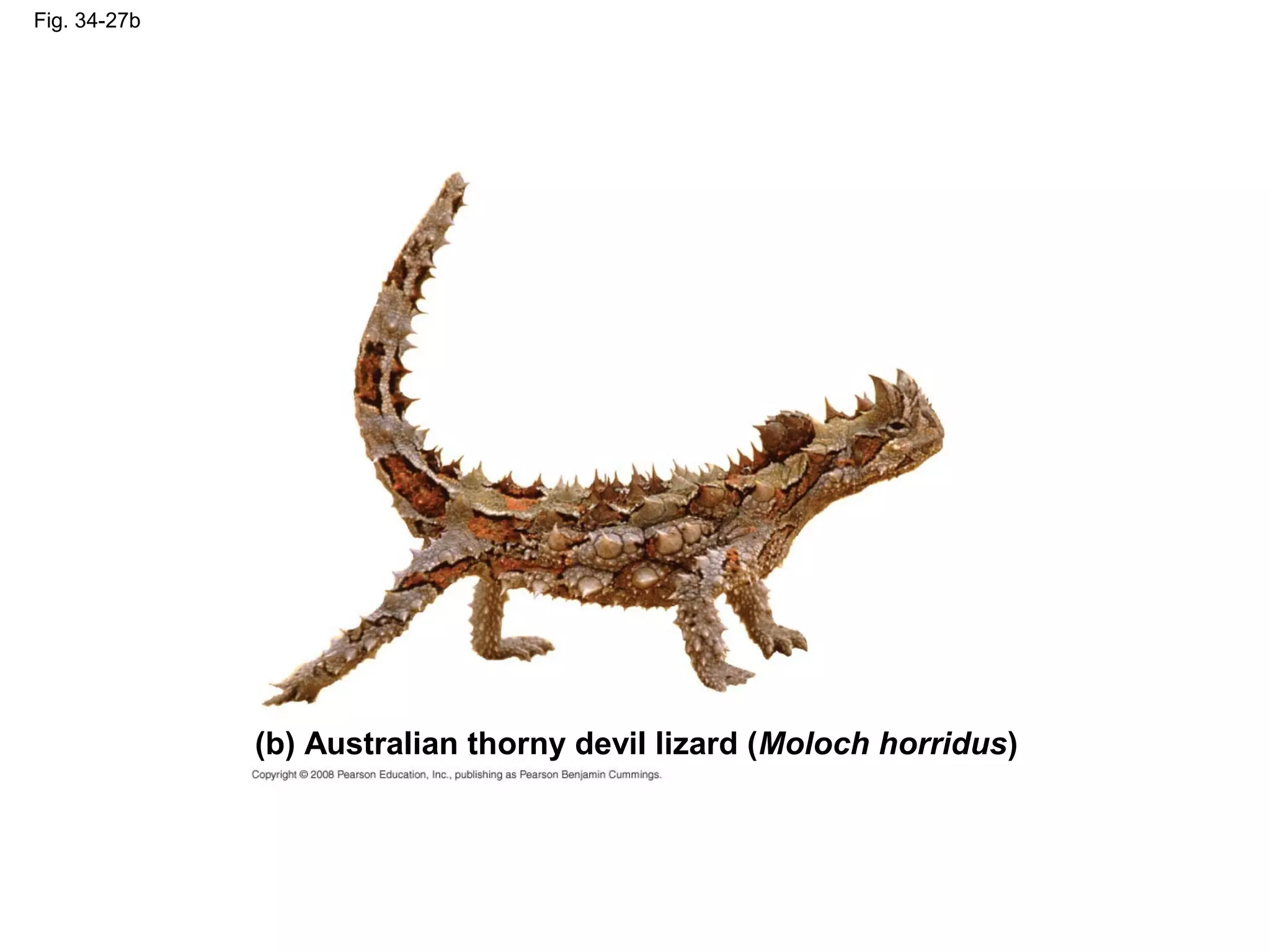 Fig. 34-27b
(b) Australian thorny devil lizard (Moloch horridus)
 