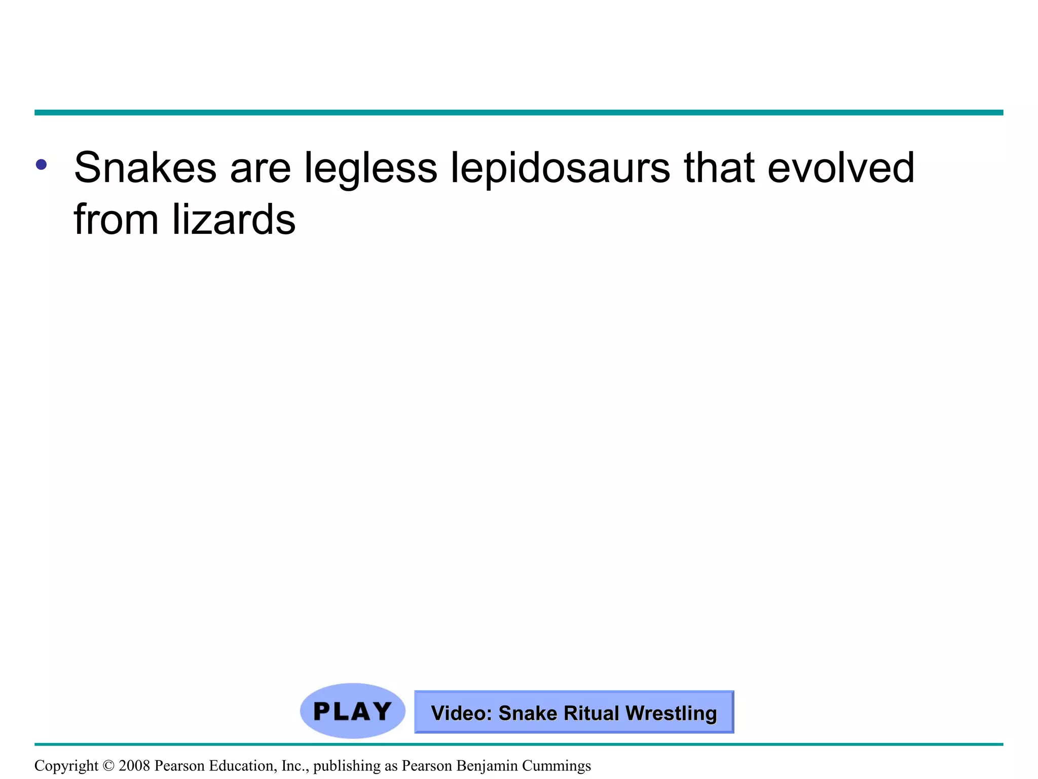 Copyright © 2008 Pearson Education, Inc., publishing as Pearson Benjamin Cummings
• Snakes are legless lepidosaurs that evolved
from lizards
Video: Snake Ritual WrestlingVideo: Snake Ritual Wrestling
 